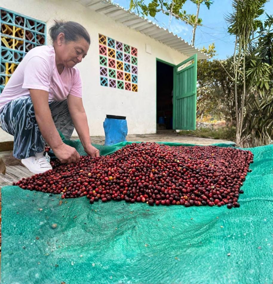 Secado de café en Giraldo